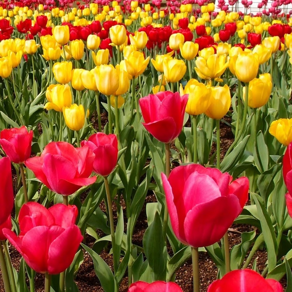 Meet your Posher, Jana